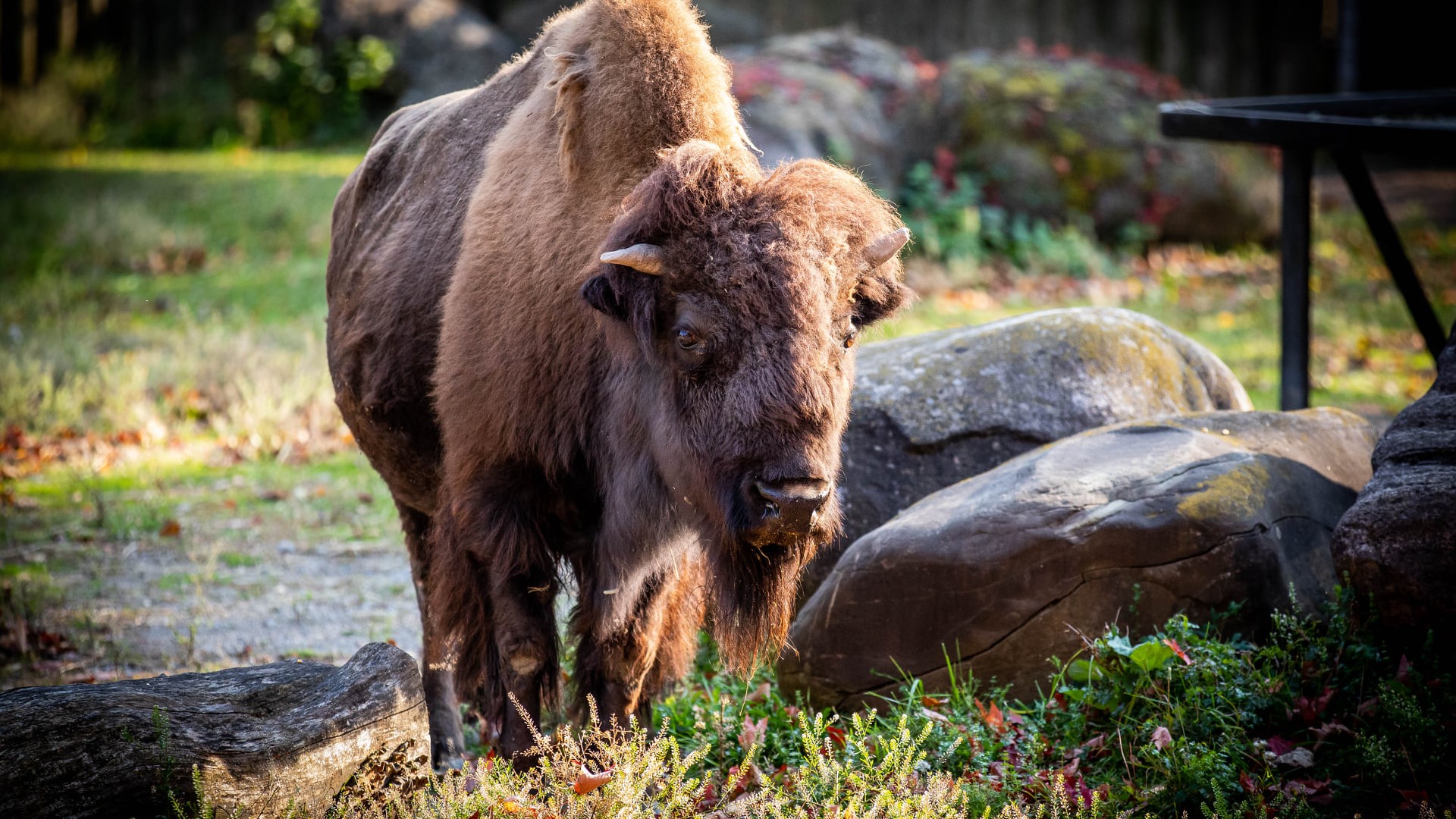 Buffalo Zoo announces death of Rose, the North American Bison | cbs8.com