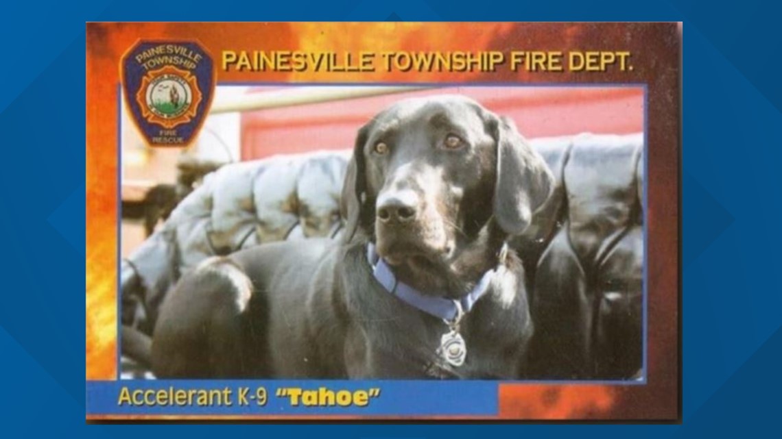 accelerant detection canine for sale