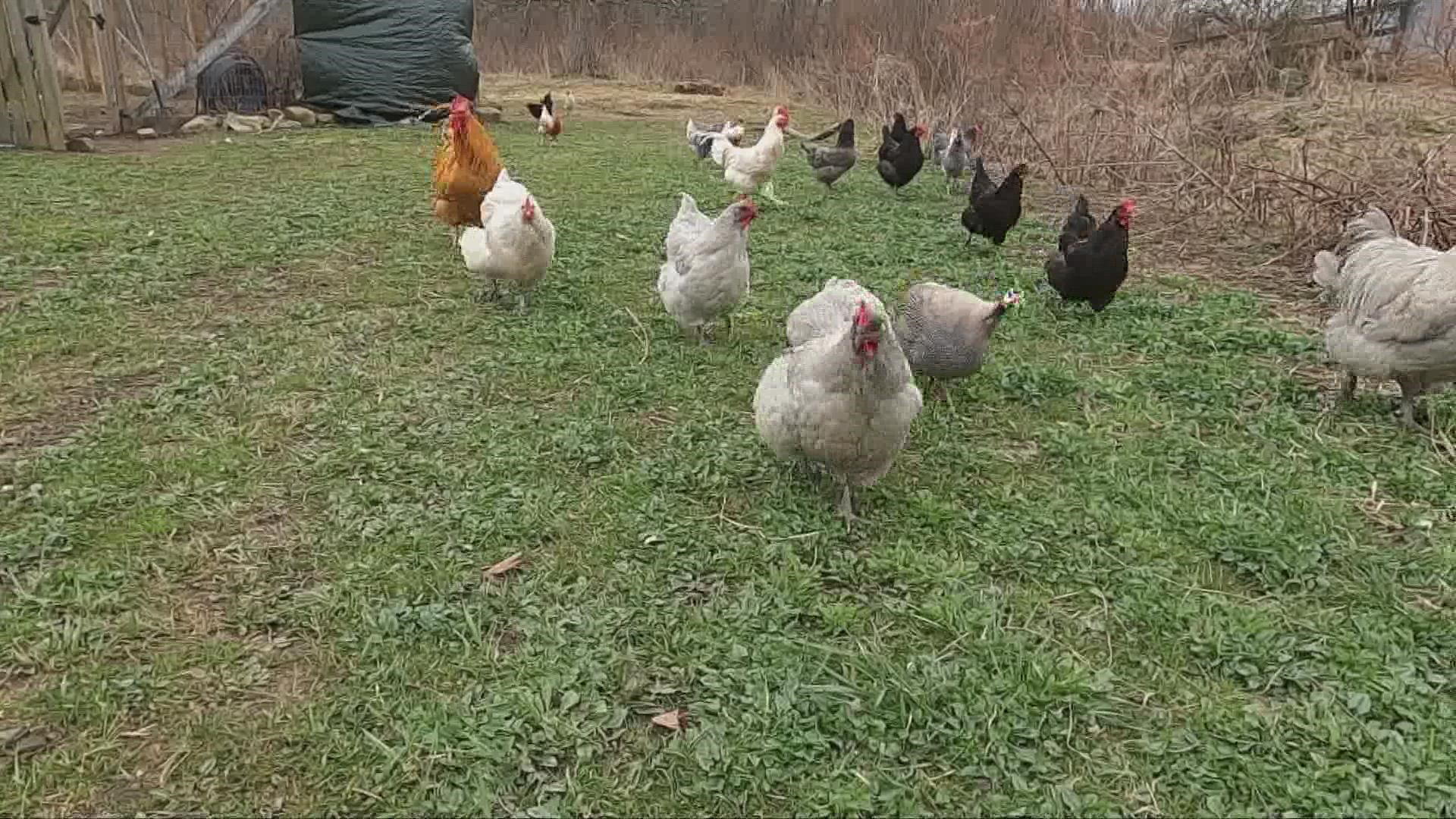 3News' Isabel Lawrence checked in with local experts and farmers to learn how they're protecting their flocks.