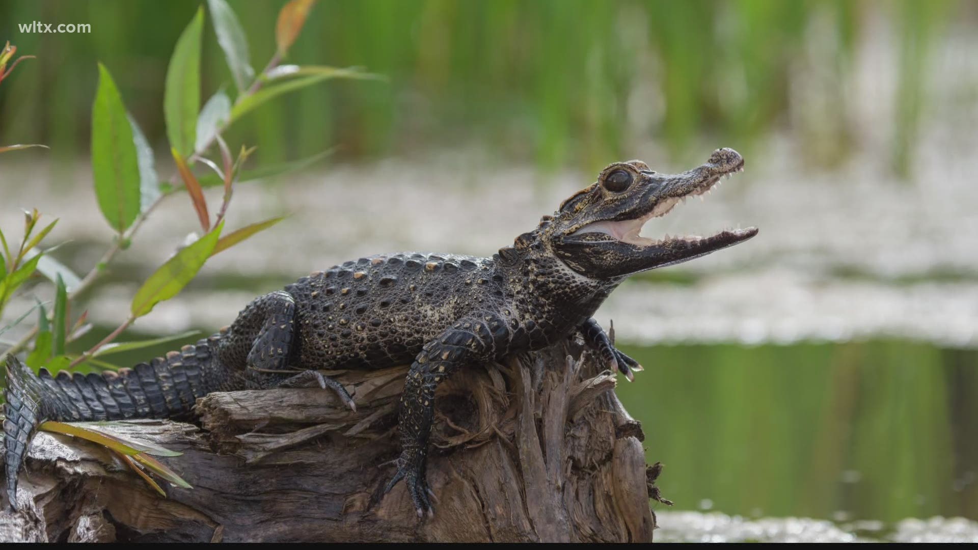 With a possible sighting of an alligator or caiman, we learn the difference.