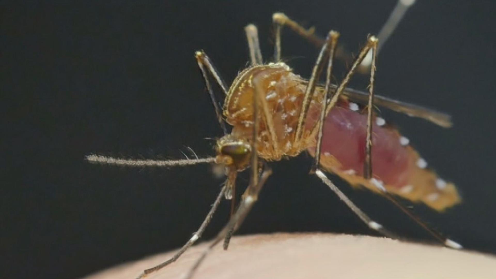 The Vista resident who became sick and hospitalized with dengue had not recently traveled to an area where the mosquito-transmitted illness is common.   