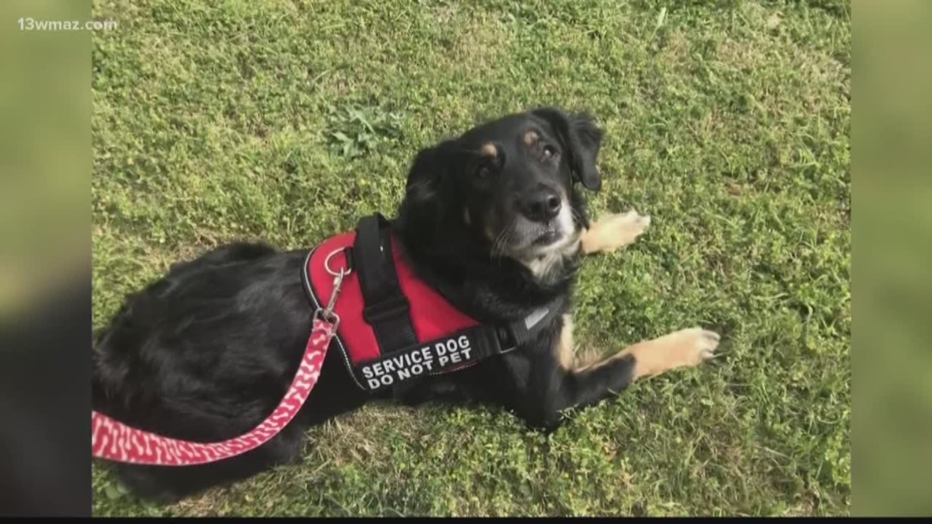 do-service-animals-have-to-wear-a-marked-vest-cbs8