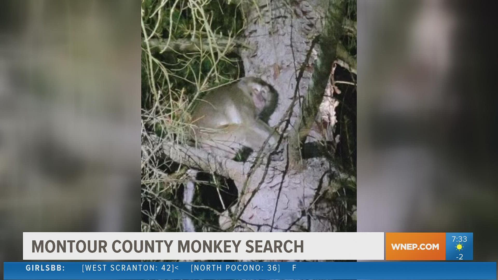 Monkeys escape after crash near Danville