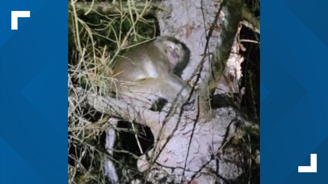 CDC: Three monkeys caught and euthanized after crash near Danville - Vimarsana News