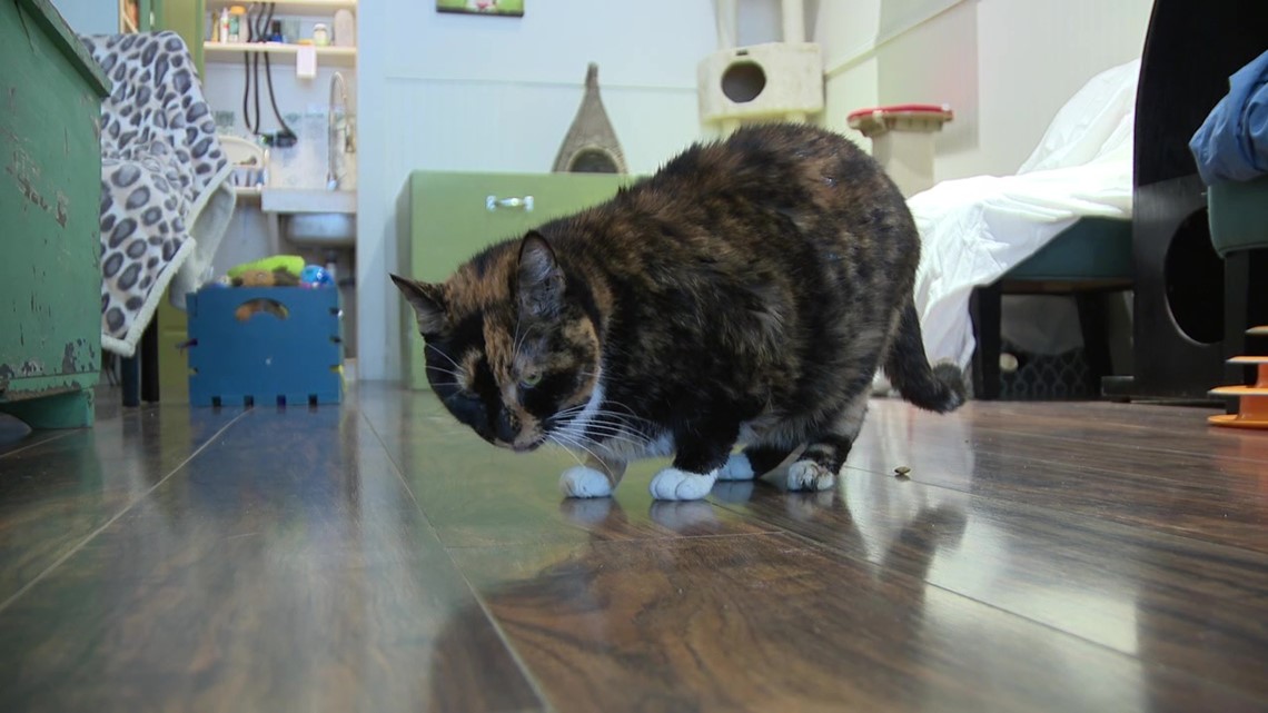 Cat Returns Home After Being Missing For Eight Years | Cbs8.com