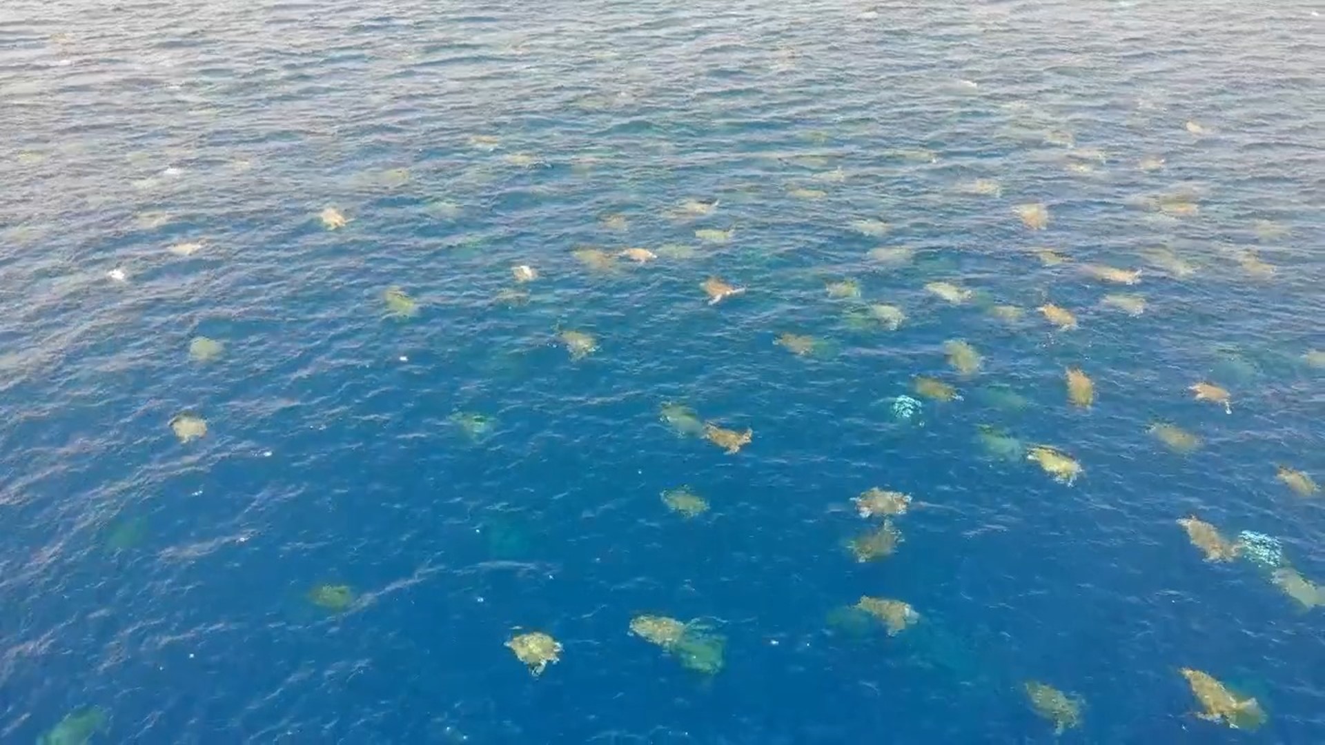 Thrilling drone video shows thousands of nesting turtles at Great Barrier Reef