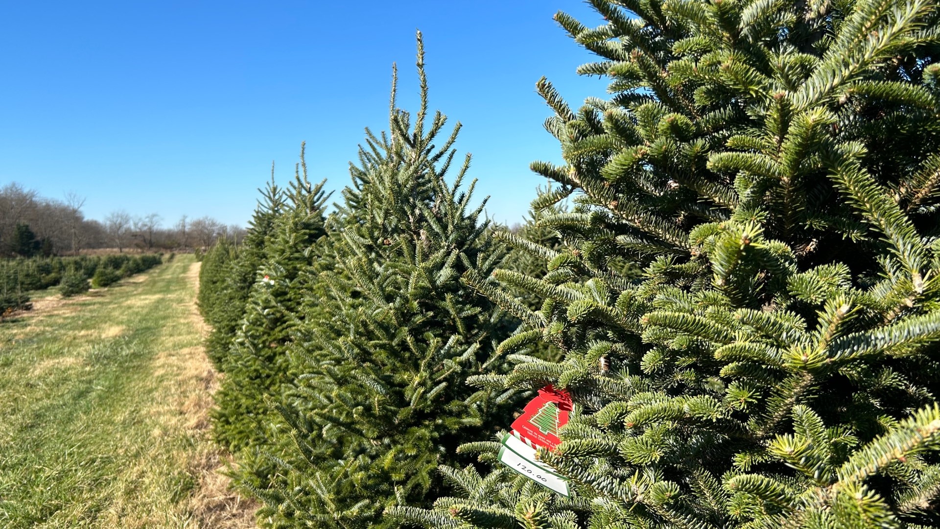 Christmas tree farms aren't immune to inflation, plus a drought 10 years ago has led to limited supply.