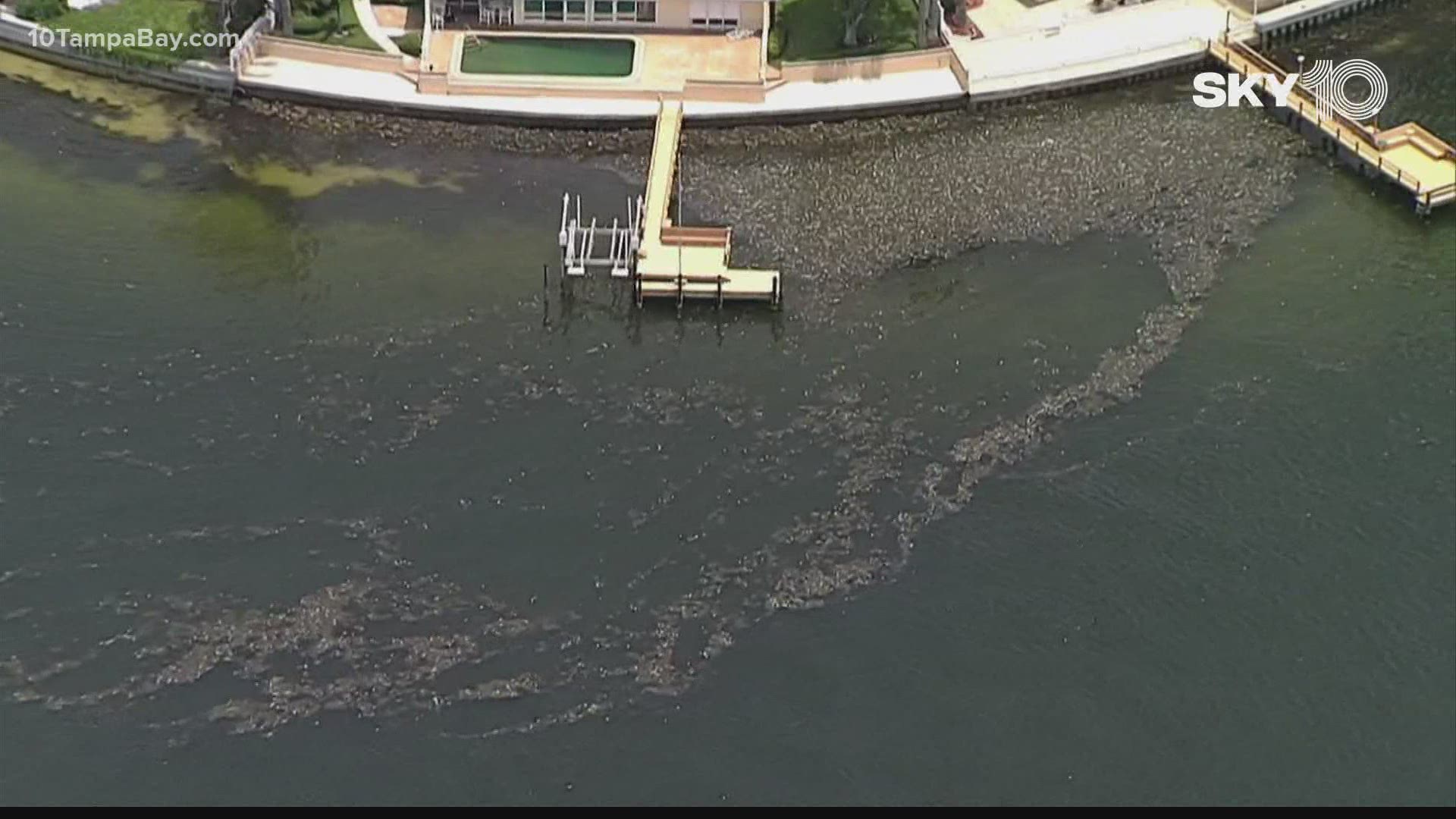 Red tide in Bay area 1,208 tons of marine debris collected in Pinellas