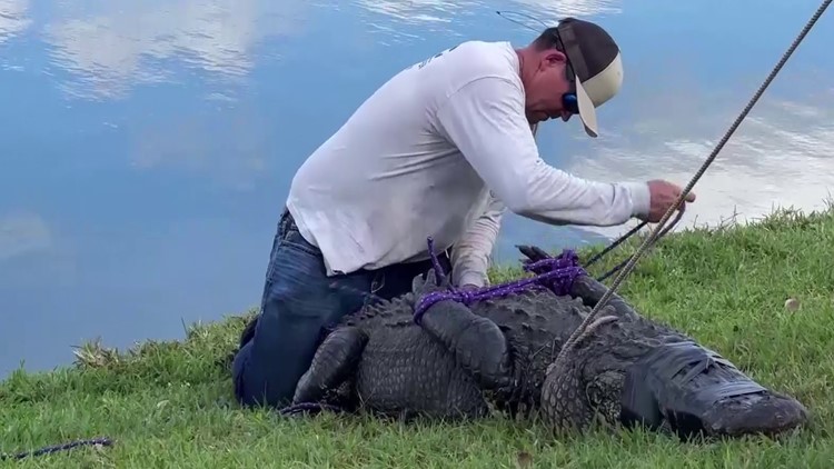 3 more alligators taken from Florida neighborhood after woman's death