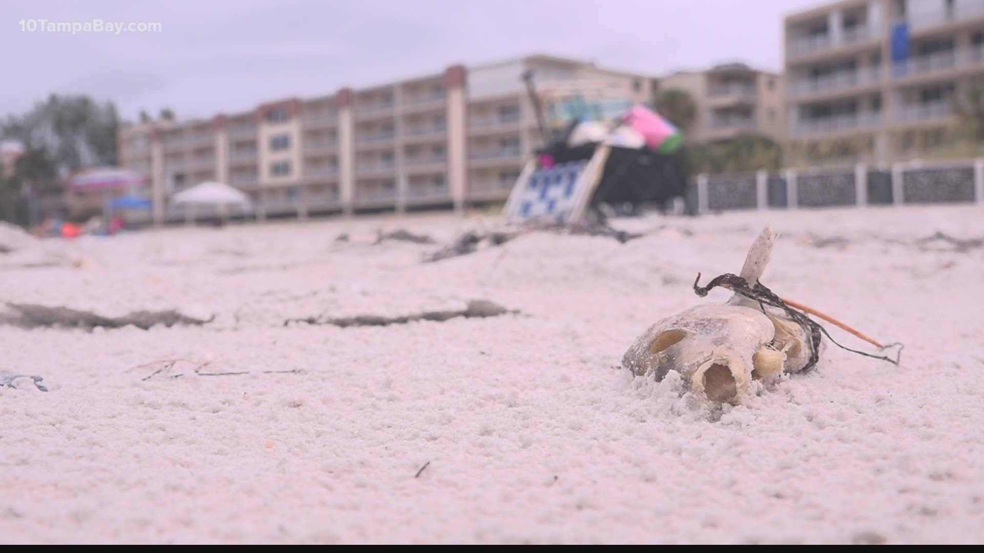 FWC Red tide increases off Pinellas County coastline