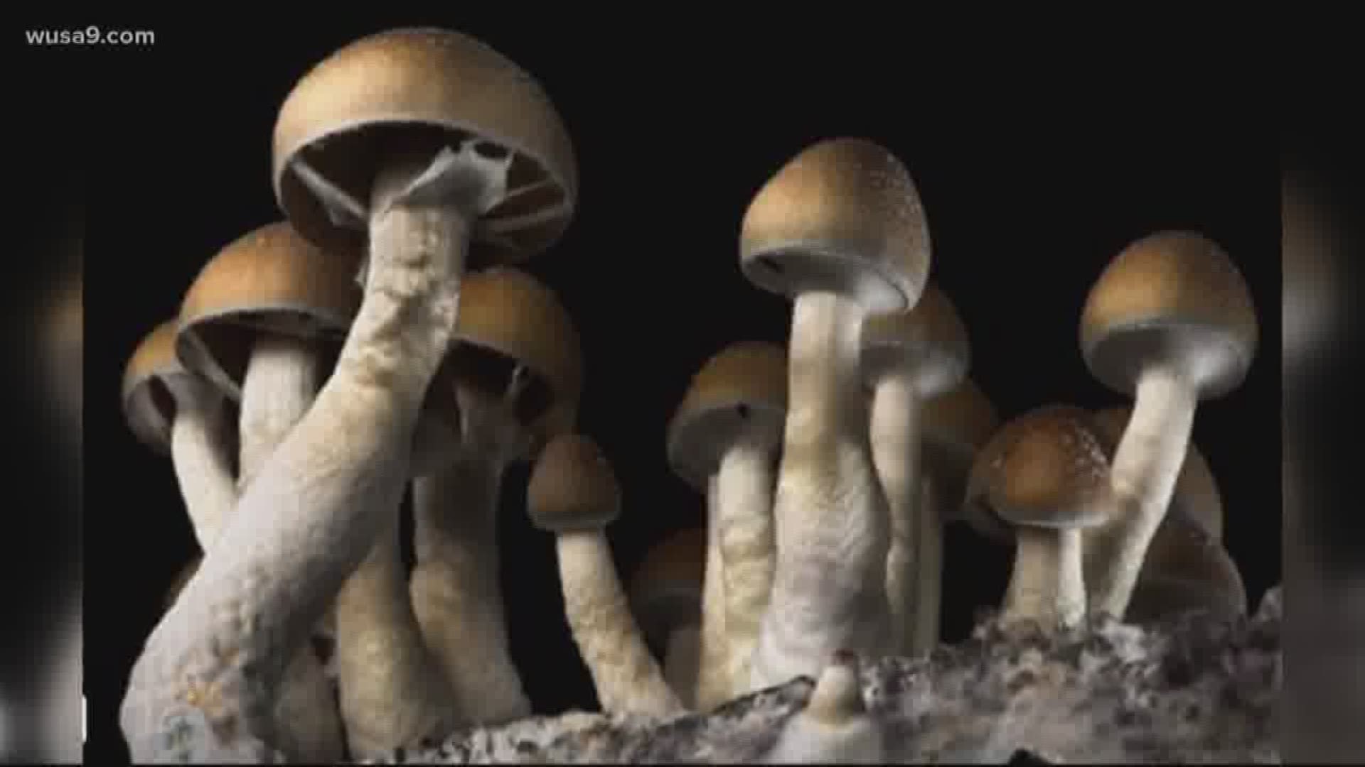 A group called "Decriminalize Nature D.C." is pushing to reduce penalties on the use, possession and cultivation of mushrooms and psychedelic plants