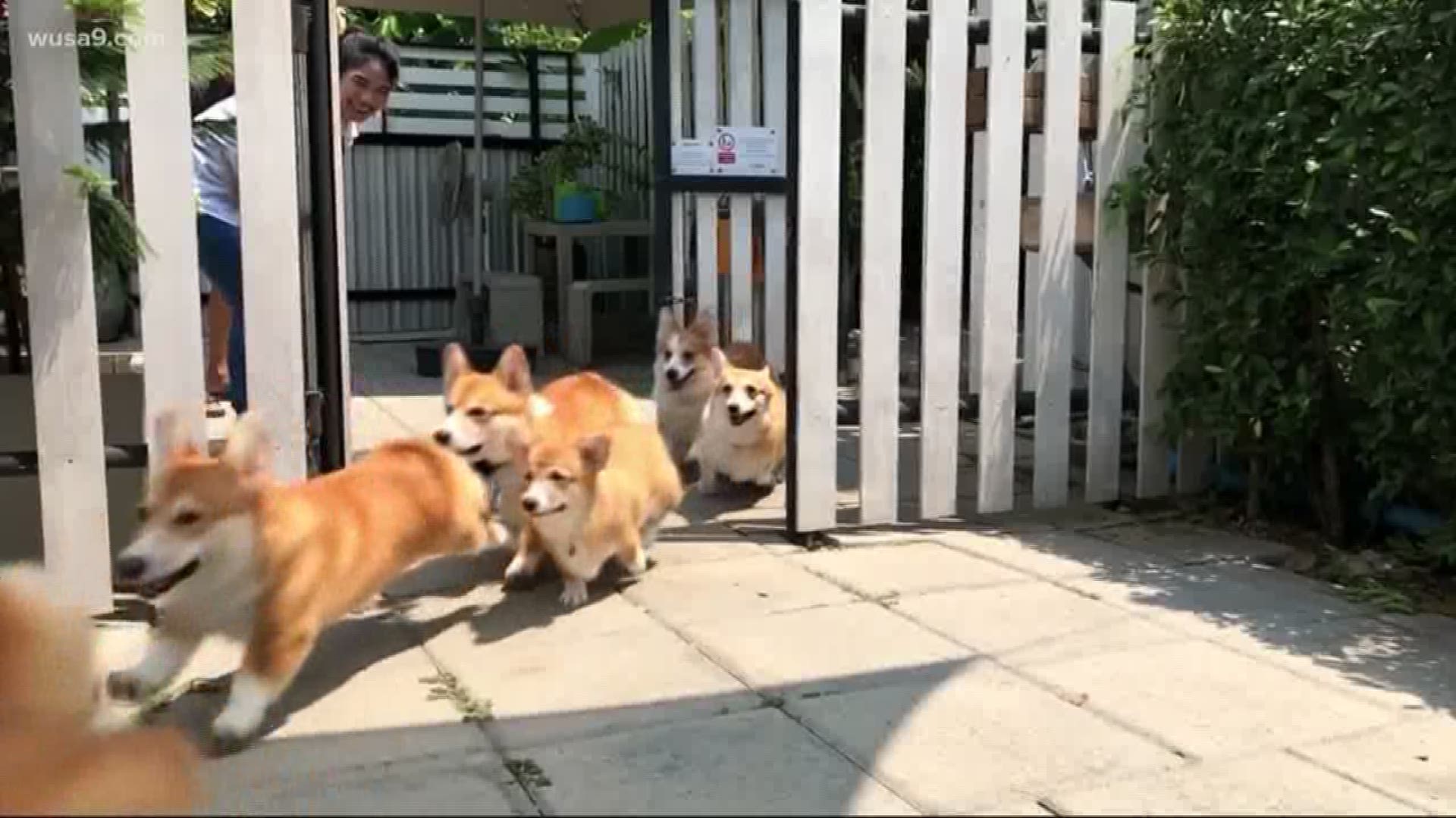 This is AWESOME! Corgis in a garden in Thailand. Let's go!