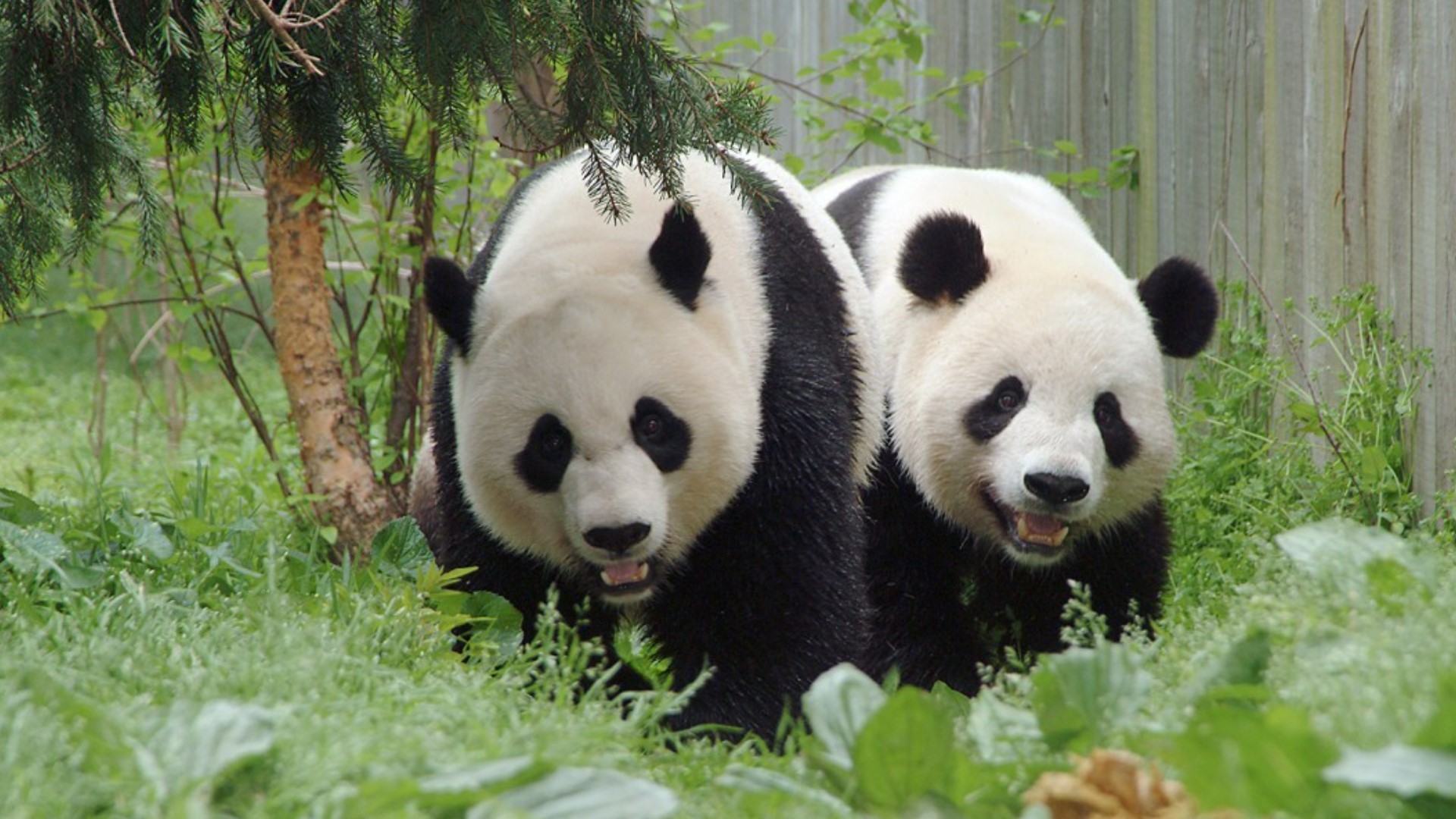 2 giant pandas coming to Washington DC zoo from China | cbs8.com