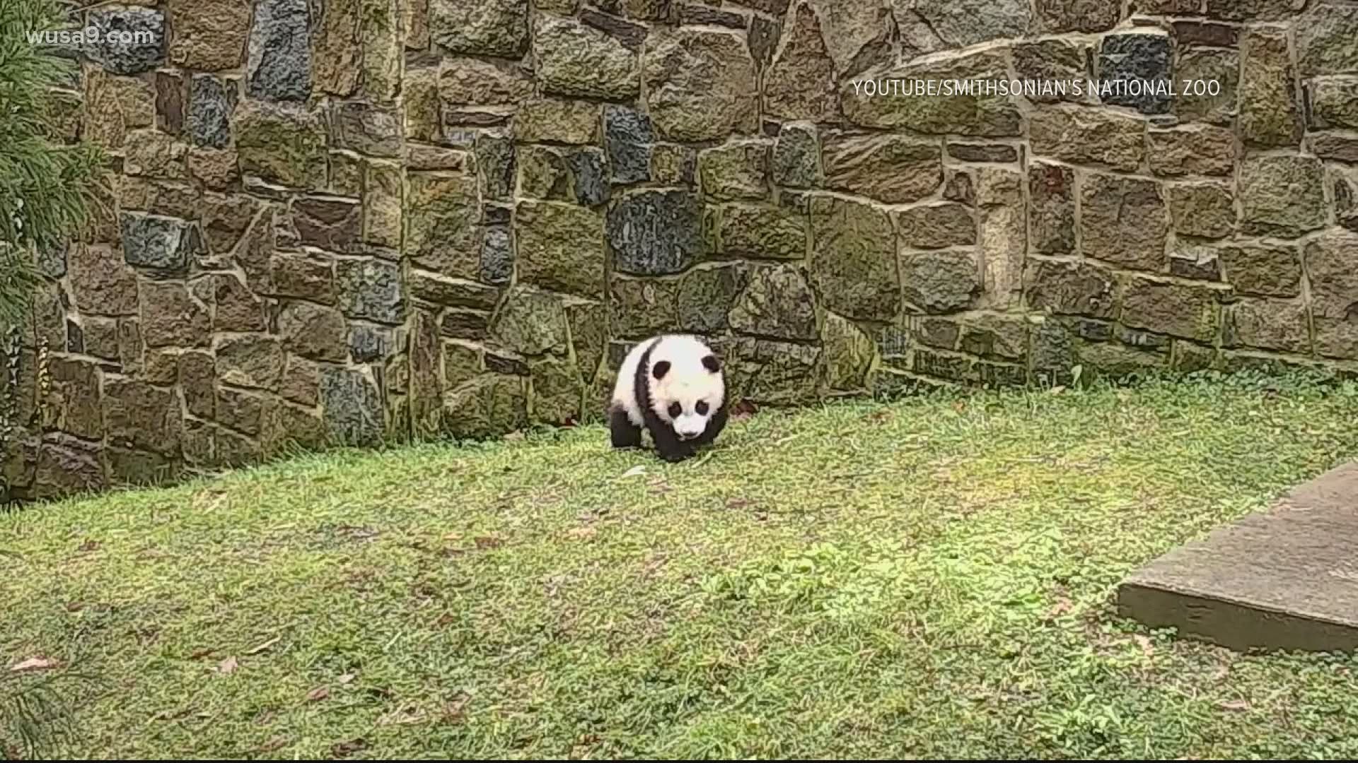 Just younger than 6 months old, giant panda cub Xiao Qi Ji has gone outside for the first time, with his mother, Mei Xiang.