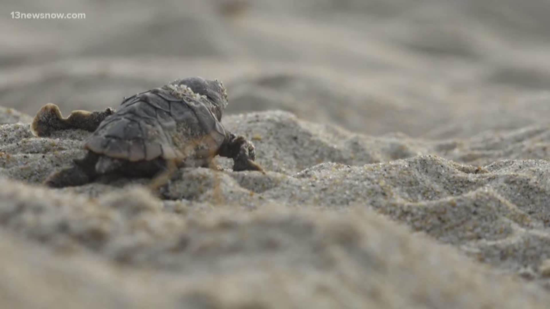 104 sea turtle hatchlings found, safely released into ocean in the