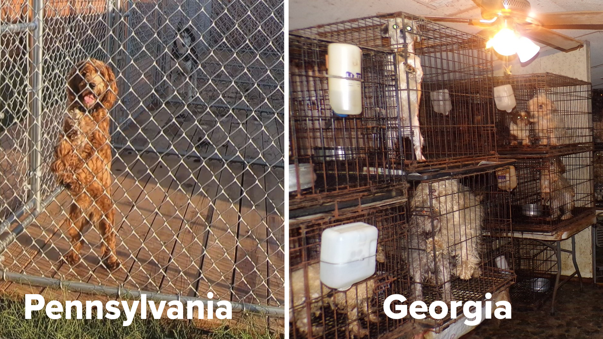 Investigation into puppy mill laws in Pennsylvania and ...