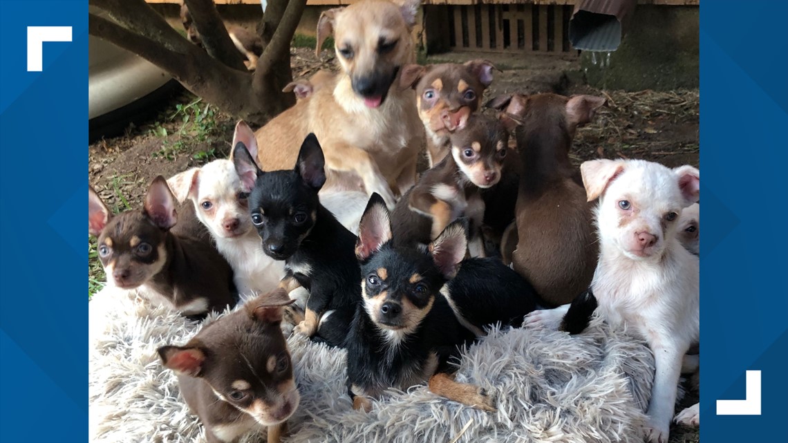 181 Chihuahuas rescued Noah's Ark Animal Sanctuary